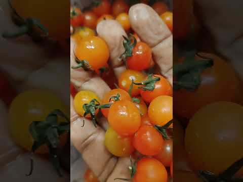 Morning breakfast - Fresh & easy salad recipes for a healthier you! 🥗 #Salads #HealthyEating