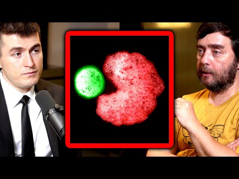 Xenobot: The revolutionary new robot made from frogs | Michael Levin and Lex Fridman