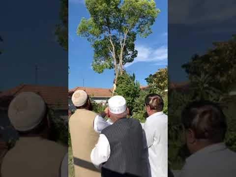 Tree trim in Stockton, California (Haji Yousaf & Faisal Shah of Bhangi), Malak Jameel of Gourgushti.