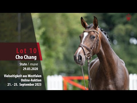 Vielseitigkeit Online-Auktion Lot 10 Cho Chang Stute v. Chubakko - Araldik