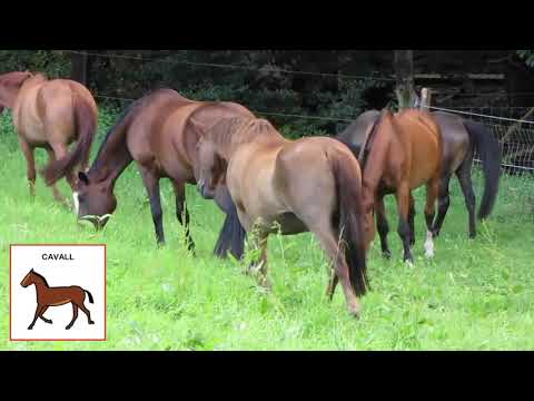 TR3SET - MusiJoc: Quin animal sóc?