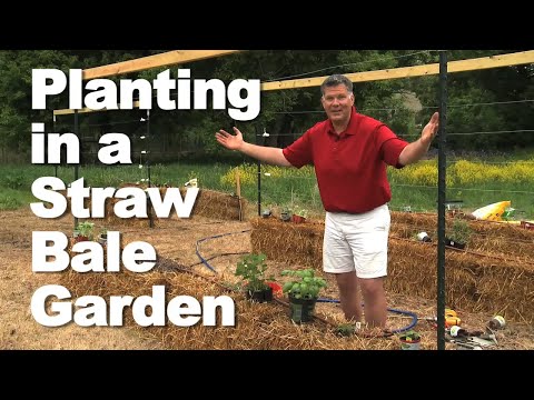 Planting in Your Straw Bale Garden