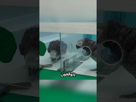 ببغاوات ترفض الظلم! شاهد ماذا فعل 
