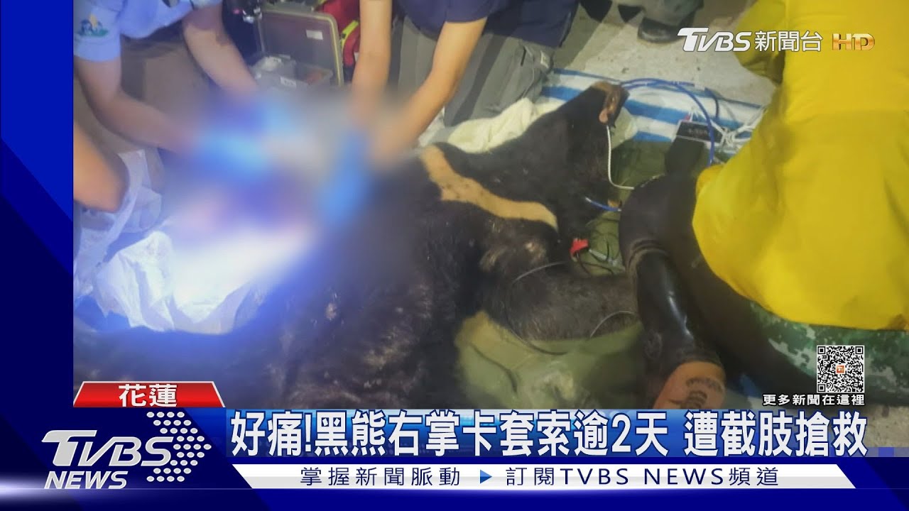 好痛!黑熊右掌卡套索逾2天 遭截肢搶救