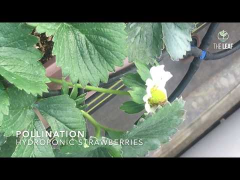 Pollination of Hydroponic Strawberries (English)