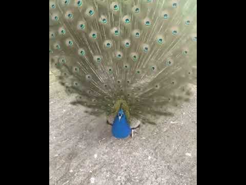 Colorful Peacock Facts | Beautiful Peacock Facts You Should | Animal Vised