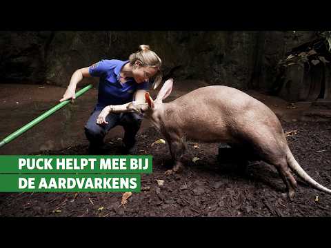 Aardvarks up close 🐽 | Behind the scenes at Burgers' Zoo