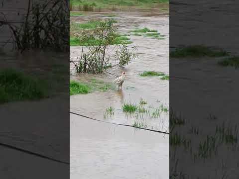  fuertes lluvias causaron inundaciones  Vereda Vallecitos de Santa Rosa de osos norte  Antioquia ⛈️ 