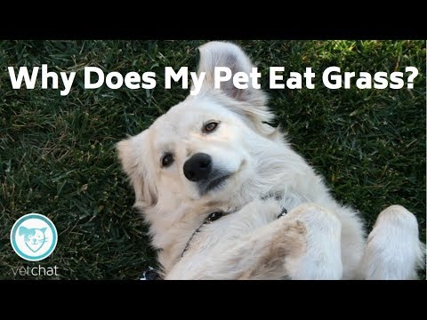 Why Does My Pet Eat Grass?