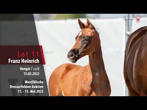 Dressurfohlen-Auktion Lot 11 Franz Heinrich Hengst v. Franziskus - Sir Heinrich