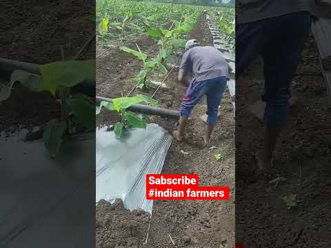 Laying mulching paper on bananas l skill of farmers l#short #viral #trending #reels #youtubeshorts