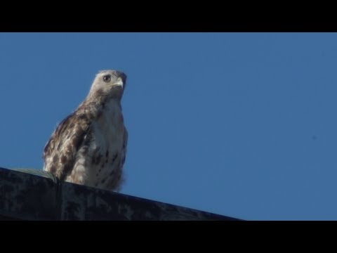 Big Red And Juvenile Highlights, 7/29/2017 (HD)