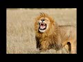 Lion Roar Simba Roar Lion King 1994