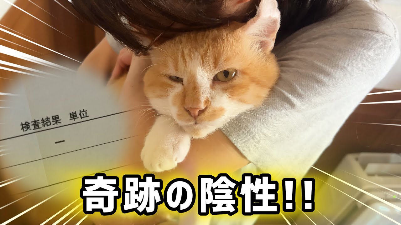 【猫白血病】2度の陽性反応…その後のPCR検査で「奇跡」が起きました✨