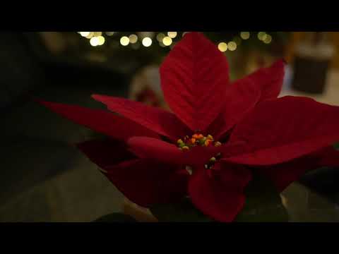 Monti Spa Hotel - Franzensbad