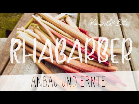 Rhabarber im Garten Anbau und Ernte 👍 Tipps für Selbstversorger | Kompost&Liebe