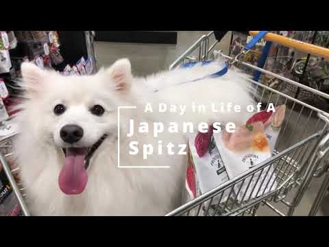 A day in life of a Japanese Spitz