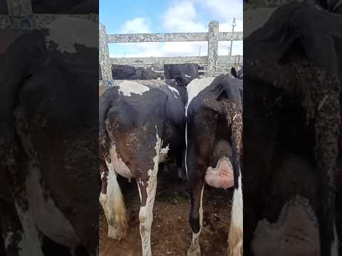 DUAS NOVILHAS DE LUXO NA FEIRA DO GADO DE CAPOEIRAS-PE JA VIU? #pecuarista #gado #novilhas