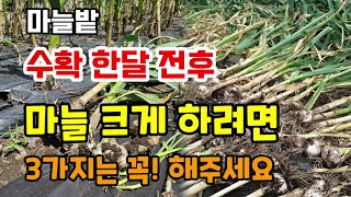 마늘수확 한달전후 마늘 굵고크게 하려면 3가지는 꼭 해주세요 마늘키우기