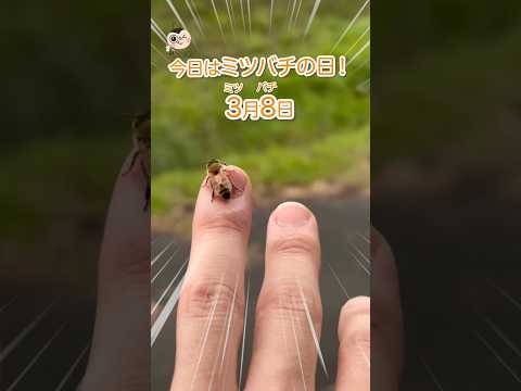 ミツバチは春夏の開花種の蜂蜜植物を好む花は何ですか