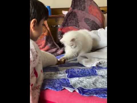 milki or yatish ye kya kiya dosto ap dekho #animalslover #cat#dog#whitehusky#trendingvideo#doglover