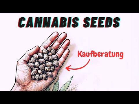 Kaufberatung für Cannabis Samen - Alles was man über Seeds wissen muss *
