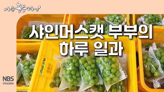 [나는농부다 314회] 샤인머스캣 부부의 하루 일과