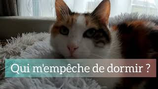 The Art of Chat Tricolore: Feline Inspirations