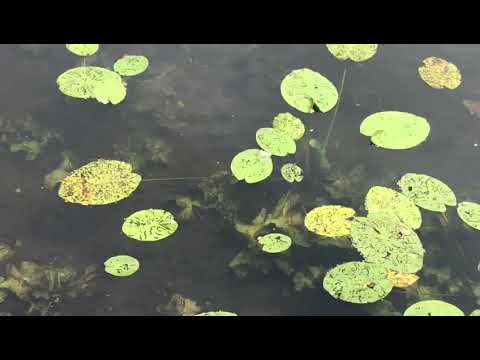 Das Ökosystem "Holländer See" und seine Eutrophierung (2020)