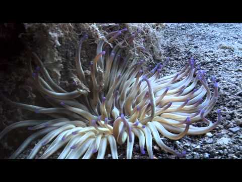 Immagini spettacolari dell'Isola di Pianosa Video di Ennio Boga