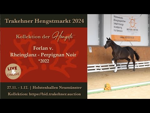 25 - Forlan - Hengst v. Rheinglanz - Perpigang Noir *2022