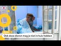 Waarom mag je geen aap als huisdier hebben?