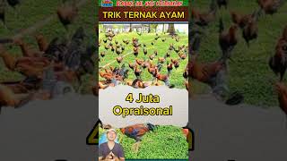 Download lagu BUKTI HITUNGAN TERNAK AYAM KAMPUNG BIKIN KAYA mp3