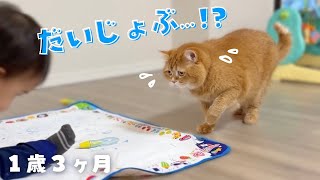 A Cat Worried About a 1-Year-Old Couldn't Help but Reach Out... Dad's Family Came from Nagoya!