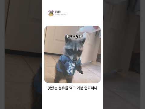 라쿤의 집을 부수면 생기는 일  #동물 #웃긴영상#귀여운