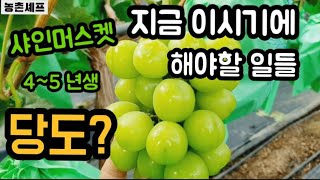#샤인머스켓재배기술4년생5년생 #당도올리는방법시기 #시설노지비가림비닐하우스