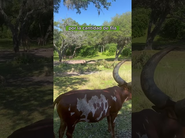Vídeo relacionado con Zoo Crew Safari Animal Kingdom Zoo Keeper Niños Camiseta