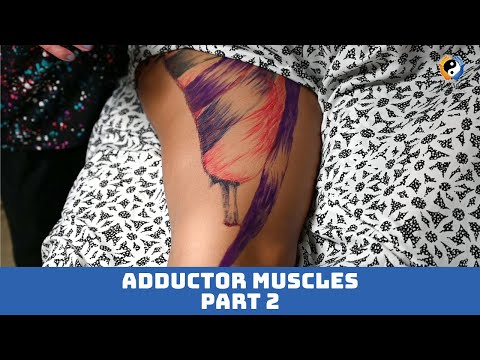 Adductors Muscles: Part 2