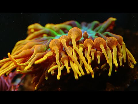 ReeFi Uno LED - Daylight Full Spectrum vs Evening Heavy Blue/UV in 4K