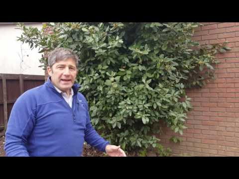 How To Prune a Bay Tree Laurus Nobilis Like a Pro