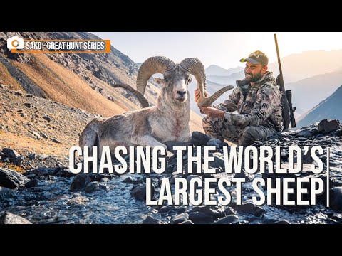 Marco Polo Sheep Hunt- Chasing the world's largest sheep
