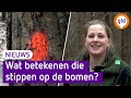 Geheimtaal in het bos