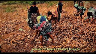 Download lagu SINGKONG... Satu-satunya umbi dengan banyak manfaat #dokumenter #sejarah #film #filmpendek #viral  mp3