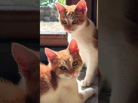 Rishi a Juri pozdravujú a prajú krásnu sobotu😺Rishi&Juri wish u a lovely Saturday🫶