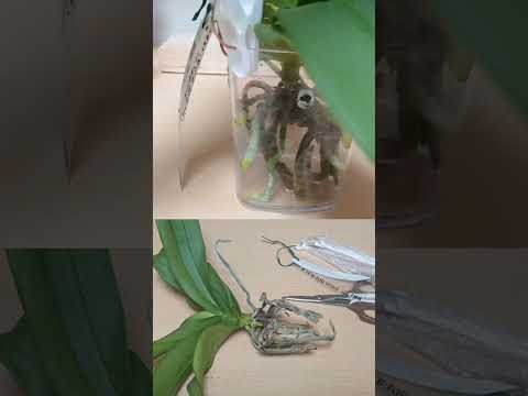 蘭を活性化させるアジアの秘訣は何でしょうか？永遠に開花する極東の魔法  庭園