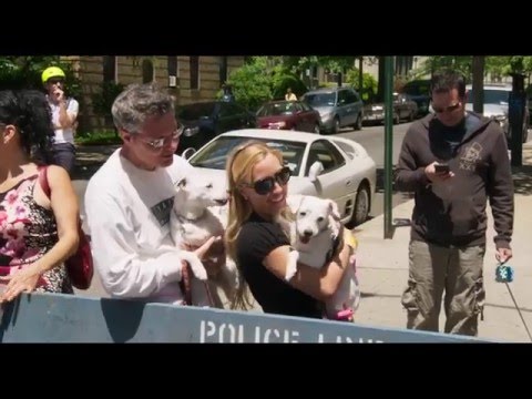 !f İstanbul 2016 - Jackson Heights