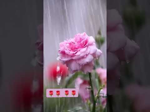 BEAUTIFUL FRESH FLOWERS #flowers #nature