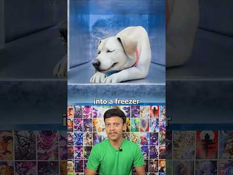 How Freeze Drying Pets Works 😧