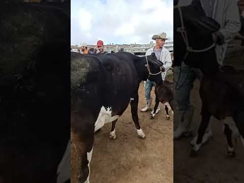 #youtubeviral #gado #pecuarista #fazenda #youtubeshorts #agro #capoeiras #pernambuco
