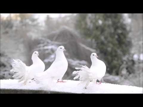 Tre hvide duer - Jodle Birge